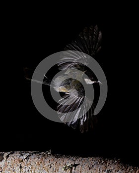 Great tit flying over a branch in Espejo, Alva photo