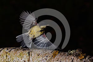 Great tit flying over a branch in Espejo, Alva photo