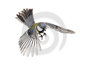 Great tit flying