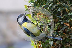 great tit foraging for food on a bush