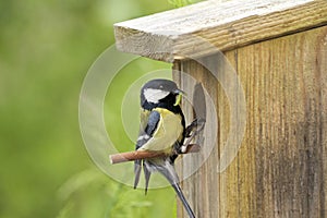 Great tit, in front of nest-hole, with caterpillar in beak