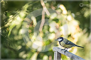 The great tit hangin at woods