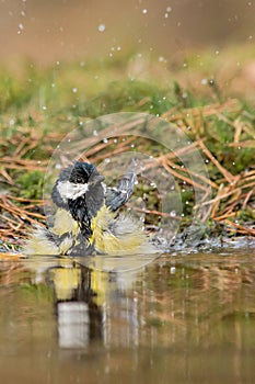 Great tit