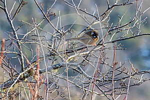 Great Tit in the Himalayan Mountains