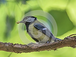 A great tit holds a larva in its beak