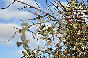 The Great Tit hovering aroung the  wild roses.