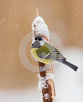 Great tit - Kohlmeise - Parus major