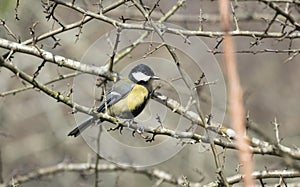 Great Tit on Mount Ulia, Euskadi