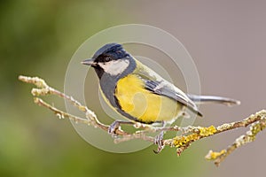 Great tit in nature in autumn