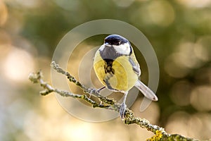 Great tit in nature in autumn