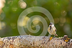 Great tit over a branch in Espejo, Alava photo