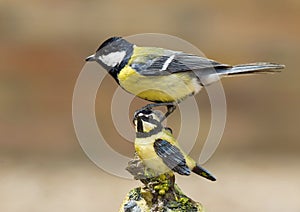 Great tit over great tit