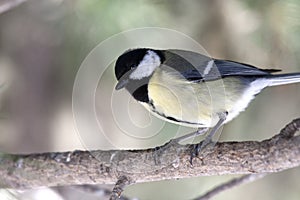 Great Tit (Parus major)