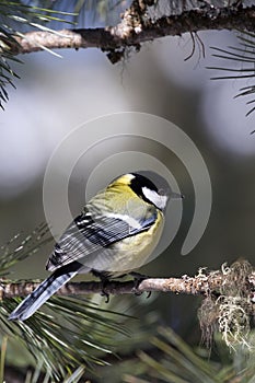Great Tit (Parus major)