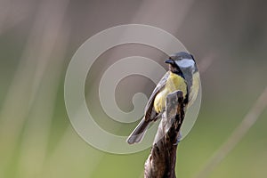 Great Tit, Parus major