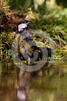 Great Tit (Parus major