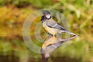 Great Tit (Parus major