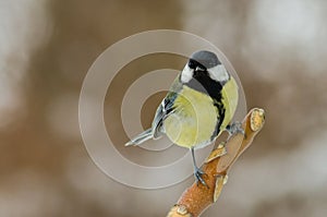 Great Tit - Parus major