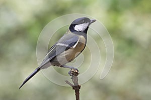 Great Tit - Parus major