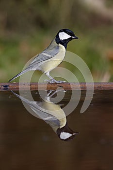 Great tit, Parus major