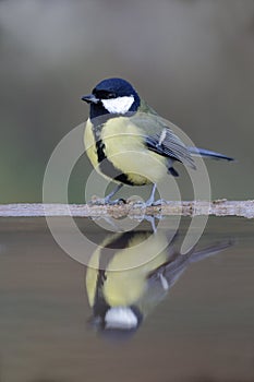 Great tit, Parus major