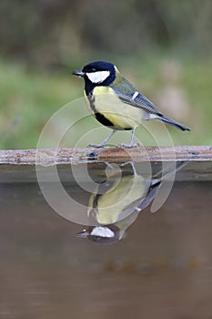 Great tit, Parus major