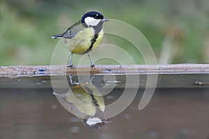 Great tit, Parus major