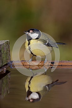 Great tit, Parus major