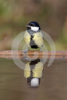 Great tit, Parus major