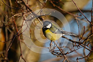 Great Tit (Parus Major)