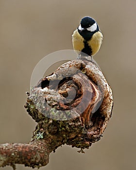 Great tit Parus major