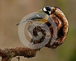 Great tit Parus major