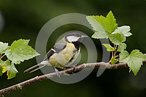 Great Tit Parus Major