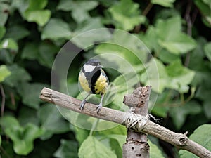 Great tit, Parus major, adult male perched on branch in garden
