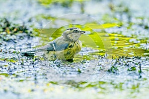 Great tit, Parus major, bathes in yellow green water in nature. A small passerine bird of the tit family, Paridae