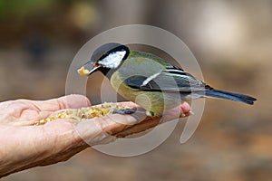 Great tit. Parus major. Bird. Bird eating cereal in a lady\'s hand in a park. Bird in hand.