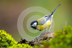 Great tit Parus major bird closeup