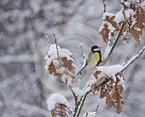 Great tit, Parus major bird perched on snow covered oak tree branch at winter time during heavy snowfall. Selective