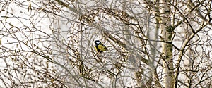 Great tit, Parus major, black and yellow passerine bird sitting on a branch. Cover, Panorama, social media or Webbanner