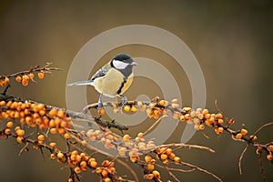 Great Tit, Parus major, black and yellow songbird