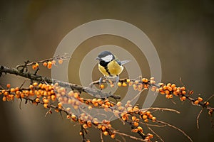 Great Tit, Parus major, black and yellow songbird