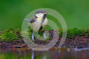 Great Tit, Parus major, black and yellow songbird sitting in the water, nice lichen tree branch, bird in the nature habitat, sprin