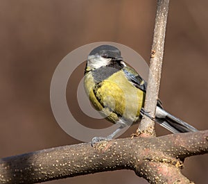 Great tit (Parus major)