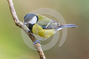 Great Tit, Parus major