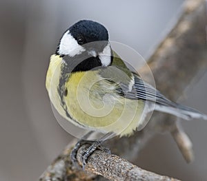 Great Tit, Parus major in the natural environment in the winter. Novosibirsk region, Russia