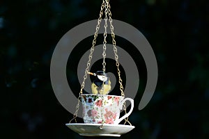 Great-tit, Parus-major, at a cup and saucer bird feeder, with a mealworm