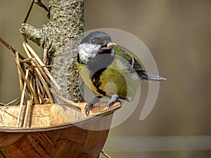 Great Tit Parus major eats sunflower seeds in a bright April day