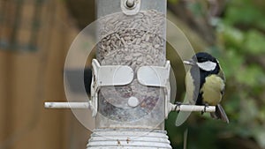 Great Tit (Parus major) on feeder