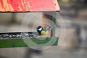 Great tit, Parus major, feeding on sunflower seeds from a man-made birdfeeder