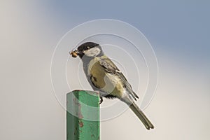 Great tit (Parus major)